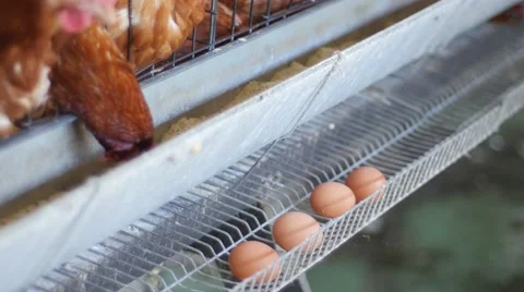 Eggs in the henhouse Video stock 62537805