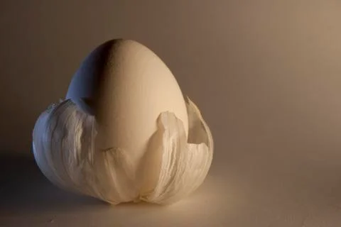 Eggs in the husks as in petals Stock Photos