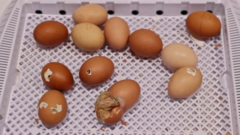 Eggs in an incubator with one egg hatching in farming setting Stock Footage 336069561
