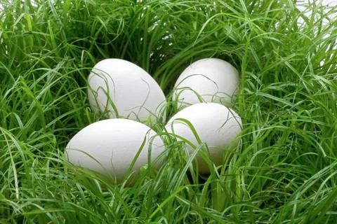 Eggs in the lawn Stock-Fotos