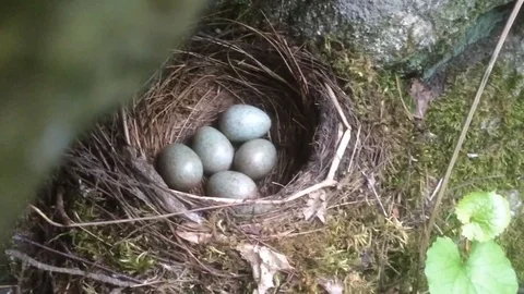 Eggs in a laying in a nest. Stock Footage 92228228