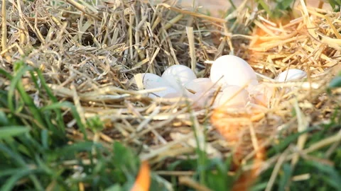 The eggs lie in the hay and the fire burns around. Easter. Celebration. Stock Footage 108203802