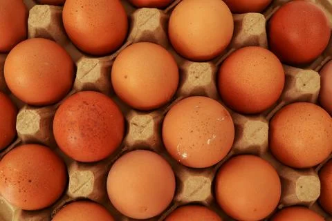 Eggs in Line Composition Pattern Stock Photos