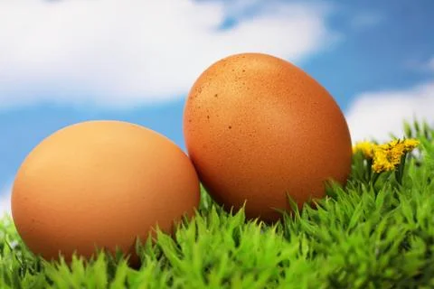 Eggs on meadow Foto stock