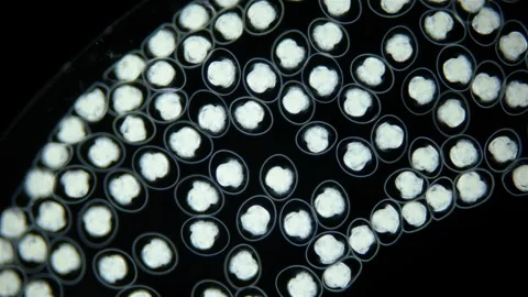 Eggs with Mollusca embryos under a microscope. Gastropoda. Next stage, veliger Stock Footage 251715214