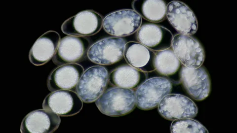 Eggs Mollusca Nudibranchia under a microscope, possibly Superfamily Fionoidea. Stock Footage 158530922