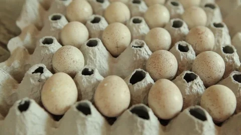 Eggs mountain partridges on the farm of bird Stock Footage 83589839