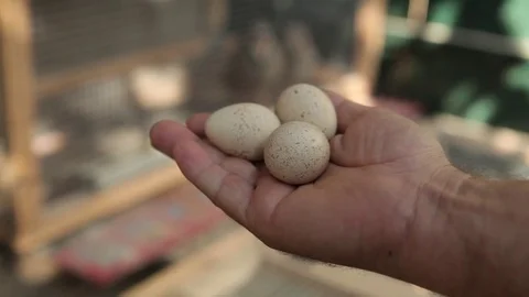 Eggs mountain partridges in the hands of the man at the farm Stock Footage 83589642