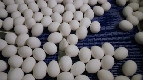 Eggs Move Along the Conveyor Stock Footage 134283915