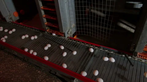 Eggs moving on the conveyer in factory Stock Footage 62397553