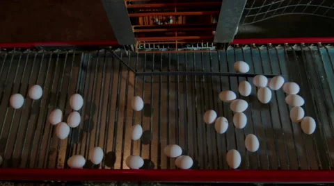 Eggs moving on the conveyer in factory Vídeo Stock 62397631