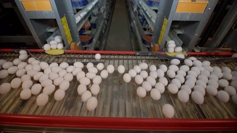 Eggs moving on the conveyer in factory Stock Footage 85264787
