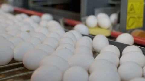 Eggs moving on the conveyer in factory Stock Footage 85265700