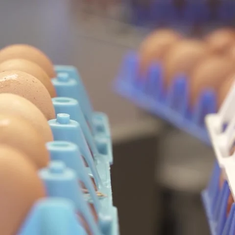 Eggs moving on conveyor belt Stock Footage 334774989