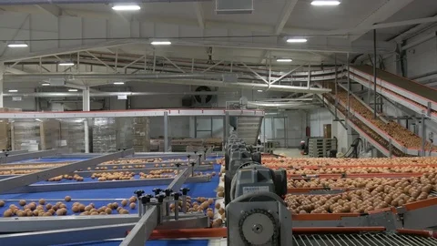 Eggs moving on the conveyor Stock Footage 92632870