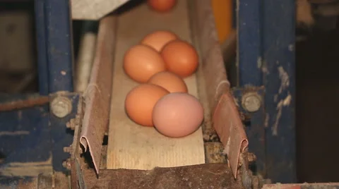 Eggs moving on the conveyor at the poultry farm Stock Footage 68772704
