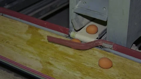 Eggs moving on the production line Stock Footage 111720601