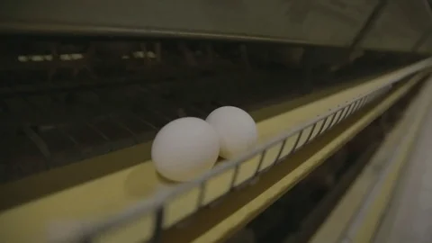 Eggs moving on the production line - selective focus Stock Footage 72330153