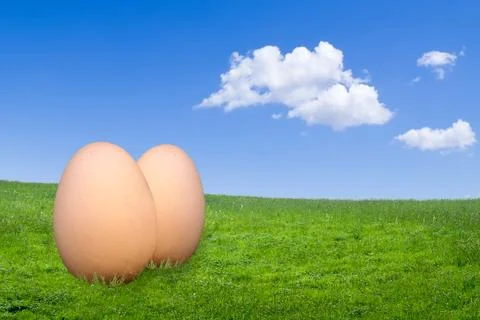 Eggs in nature Stock Photos