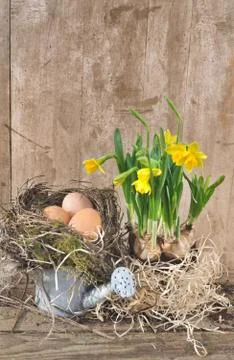Eggs in nest with daffodils Stock Photos