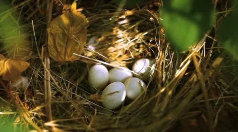 Eggs in the nest Stock Footage 10912906