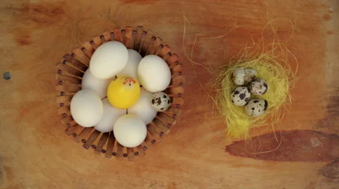 Eggs in nest Video stock 61285862