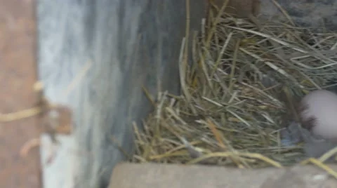 Eggs in Nest Stock Footage 65257019