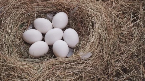 Eggs in the nest Stock Footage 78990758
