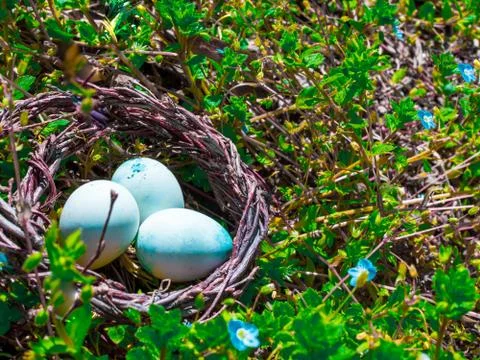 Eggs in a nest in green grass. The Easter Holiday concept Stock Photos