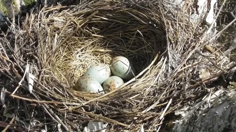 Eggs in the nest of Mistle Thrush Turdus viscivorus Video stock 170593264