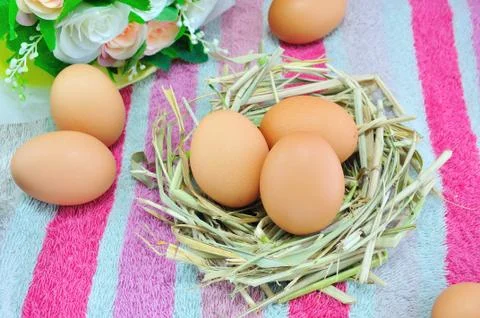 Eggs on nest Stock Photos