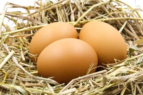 Eggs in a nest. Stock Photos