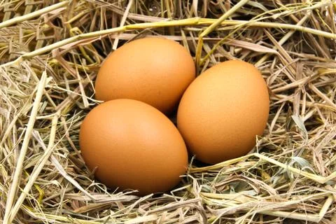 Eggs in a nest. Stock Photos