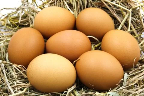 Eggs in a nest. Stock Photos