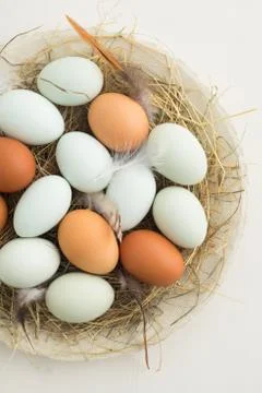 Eggs in a nest Foto stock