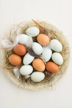 Eggs in a nest Stock Photos
