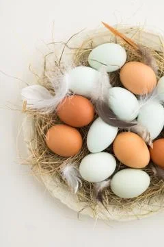 Eggs in a nest Stock Photos