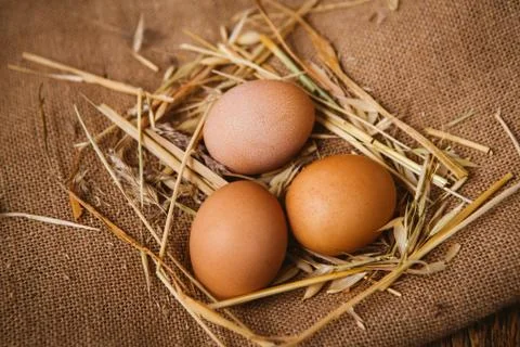 Eggs in the nest Stock Photos