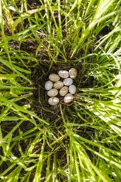 Eggs in nest Stock Photos