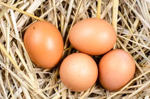 Eggs in the nest Foto stock