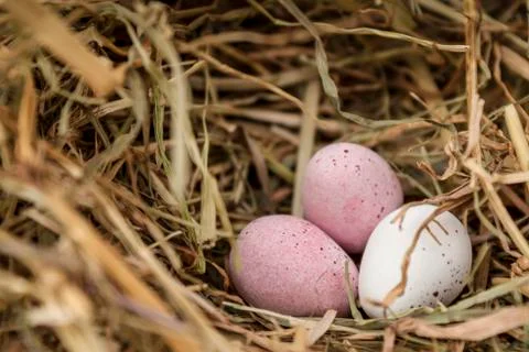 Eggs in a nest Stock Photos