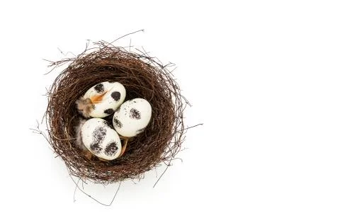 Eggs in nest Stock Photos
