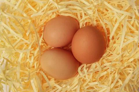 Eggs in the nest Stock Photos