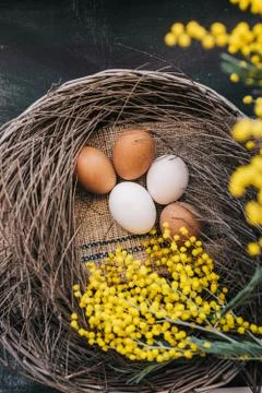 Eggs in a nest Stock Photos