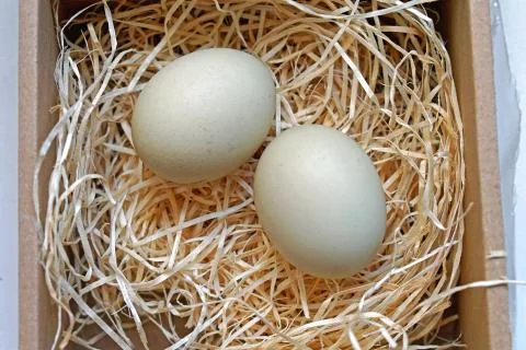 Eggs in nest Stock Photos
