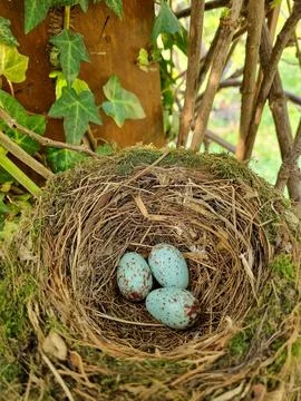 Eggs on the nest Stock Photos