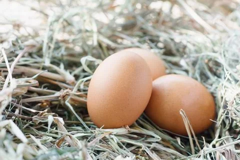 Eggs in nest Foto stock