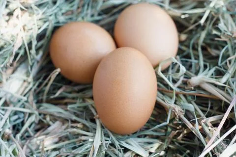 Eggs in nest Stock Photos
