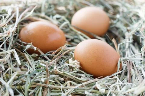 Eggs in nest Stock Photos