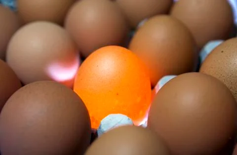 Eggs, one egg it is illuminated Stock Photos